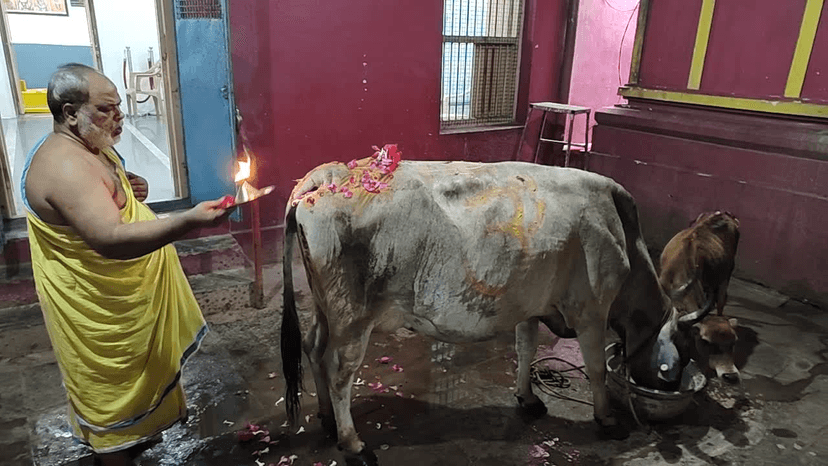 Go Seva - Cow Protection Program